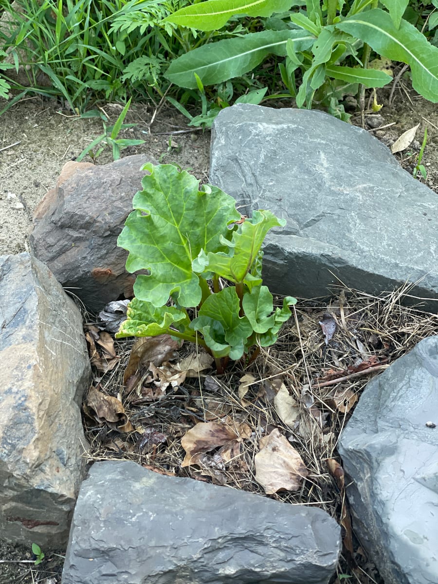 Rhubarb