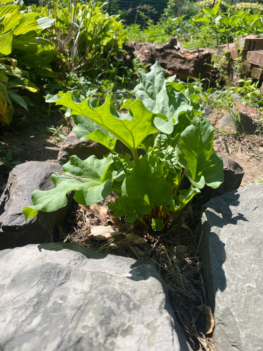 Rhubarb