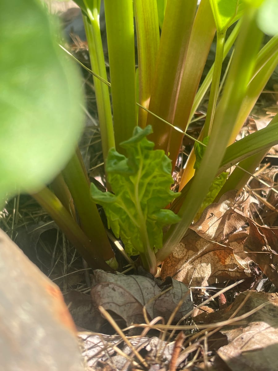 Rhubarb