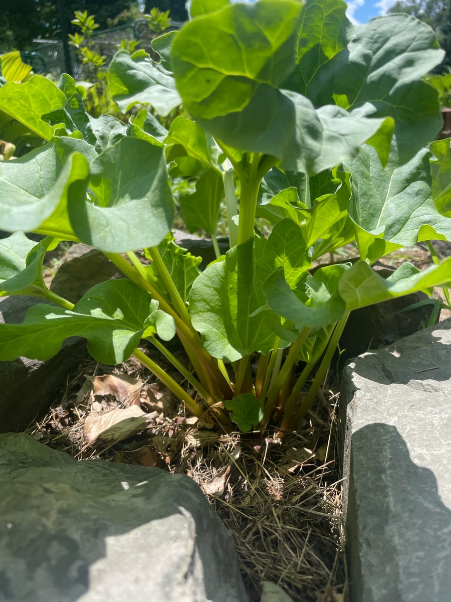 Rhubarb