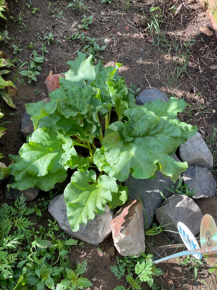 Rhubarb