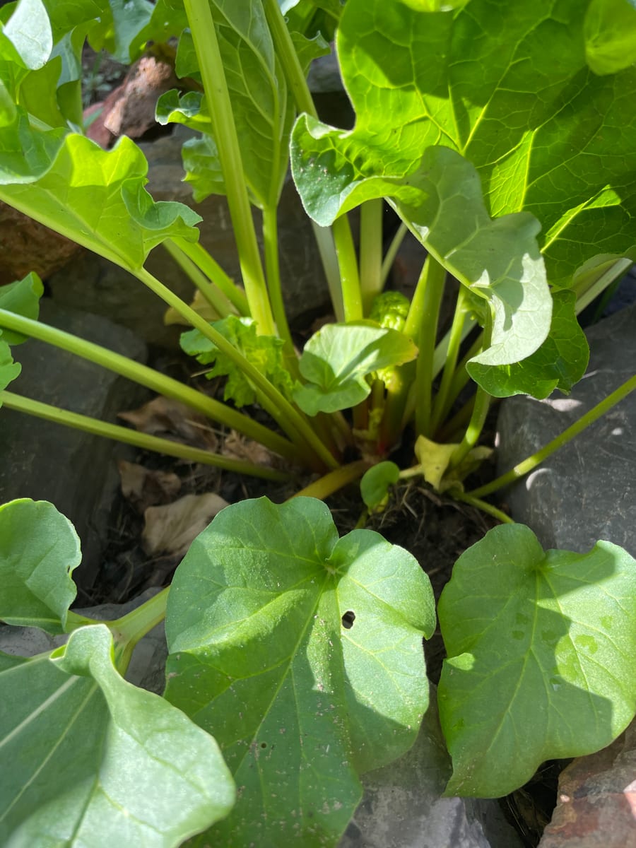 Rhubarb