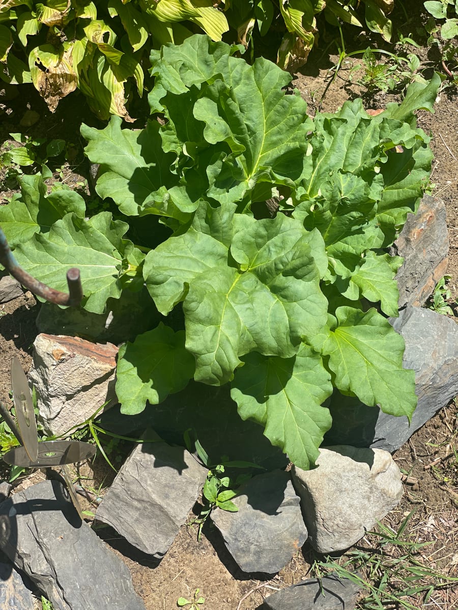Rhubarb