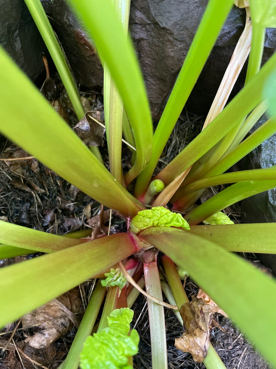 Rhubarb