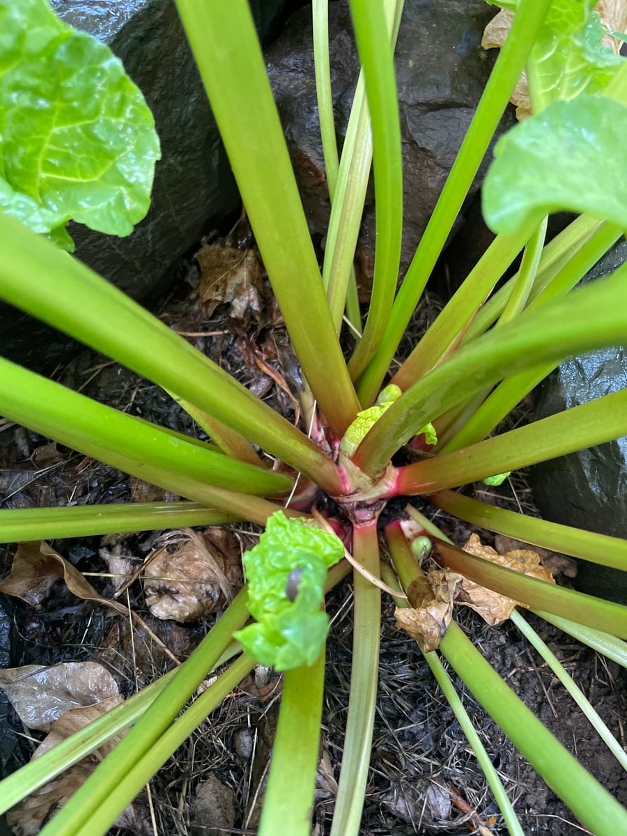 Rhubarb