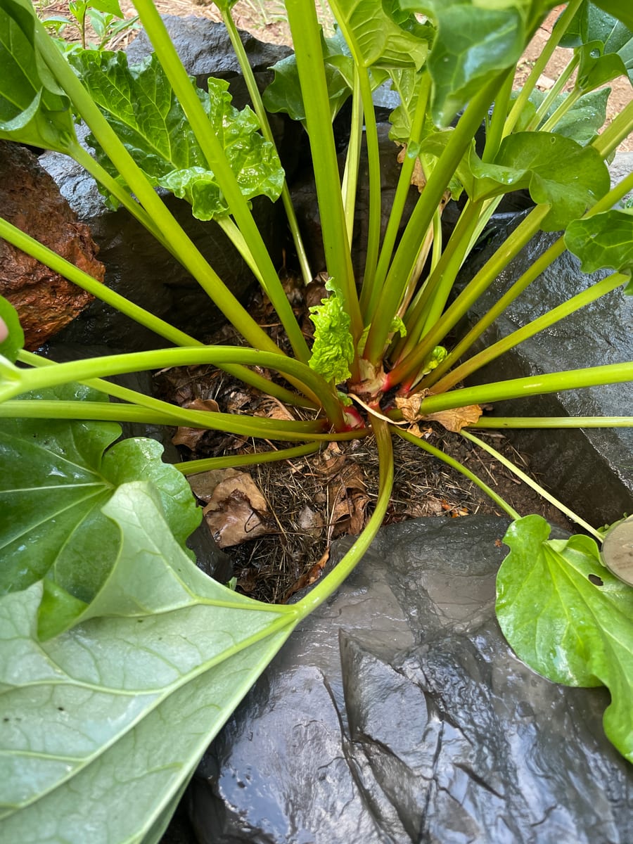 Rhubarb