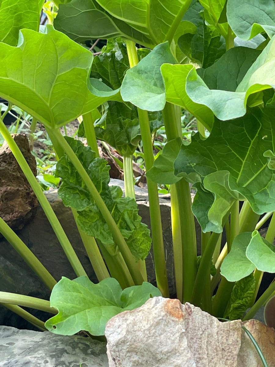 Rhubarb