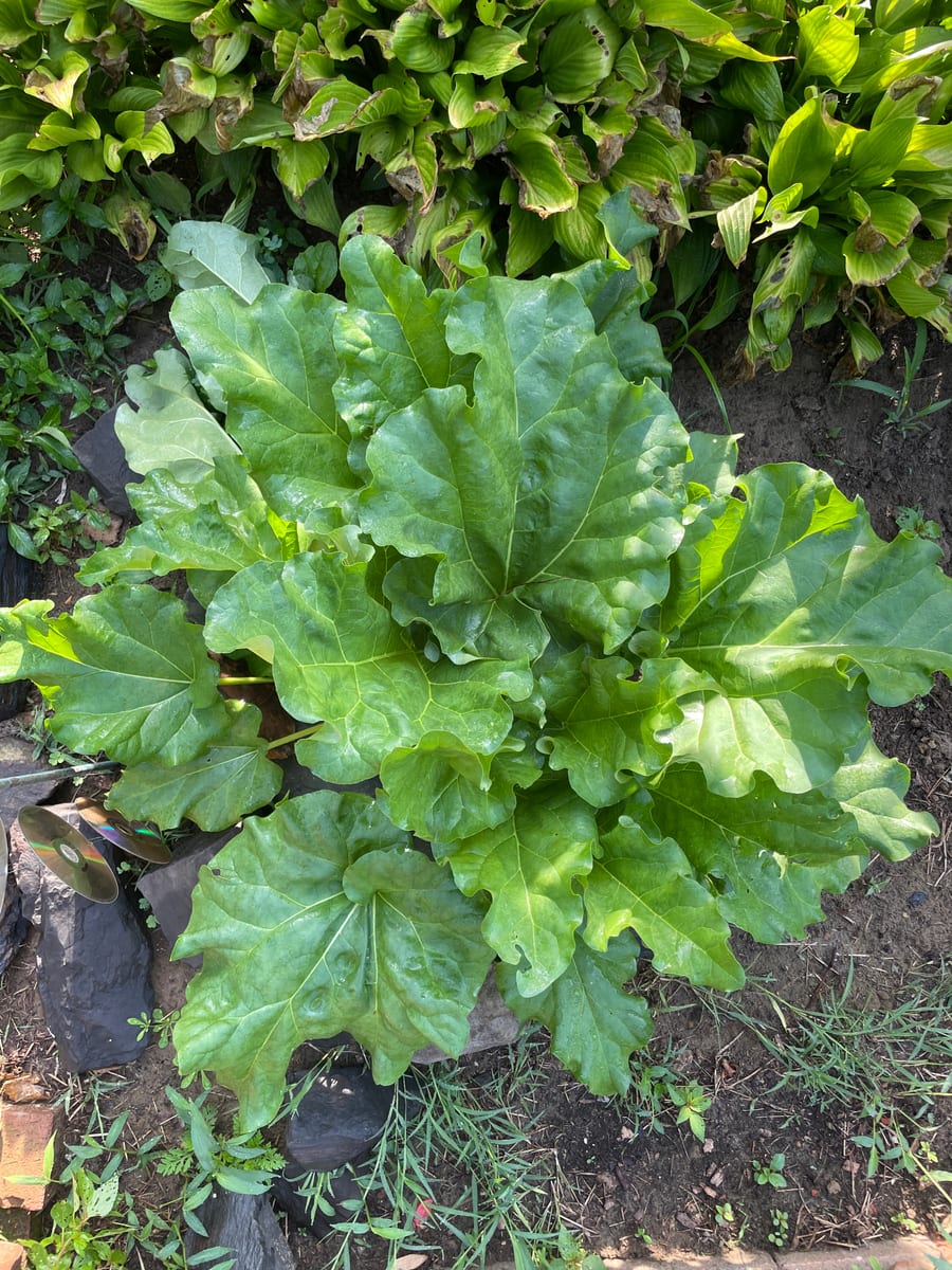 Rhubarb