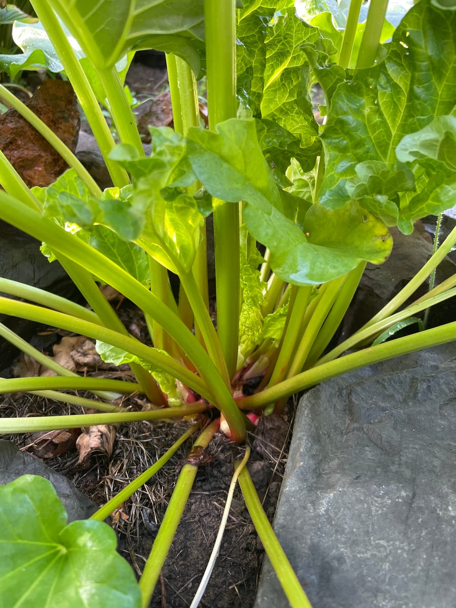 Rhubarb