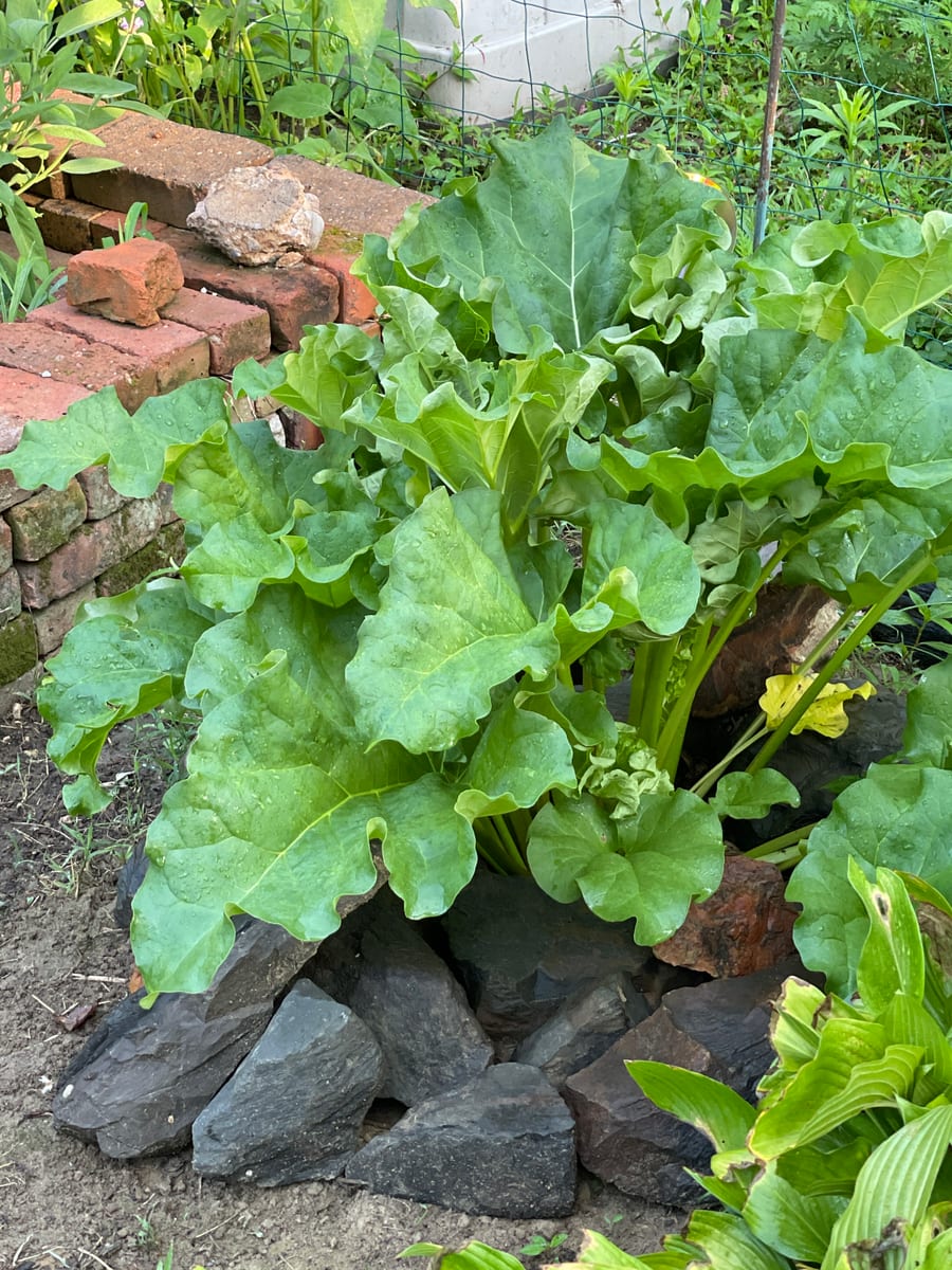 Rhubarb
