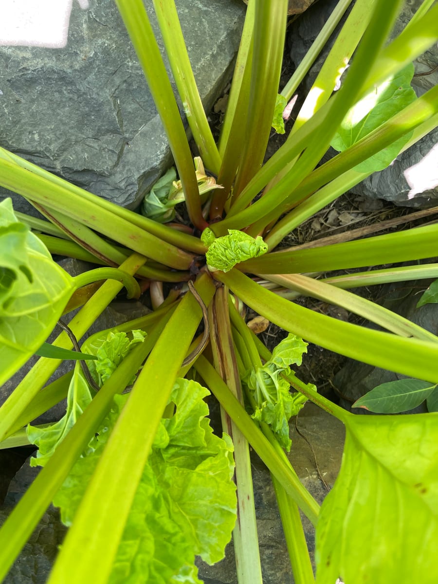 Rhubarb