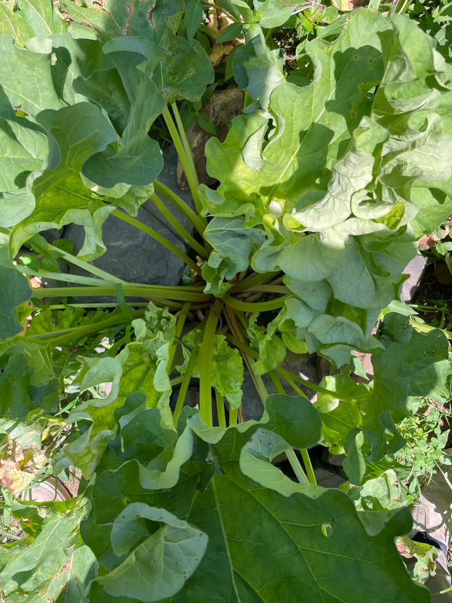 Rhubarb