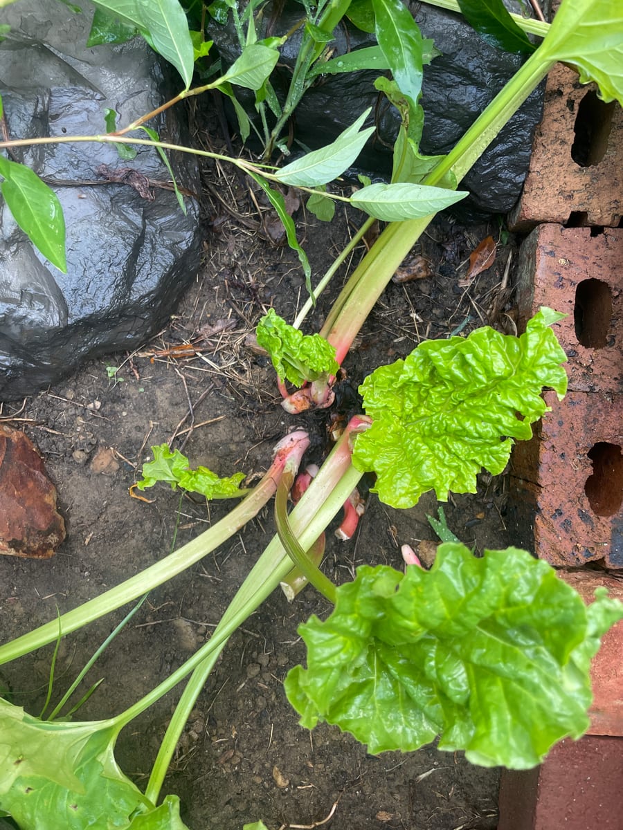 Rhubarb