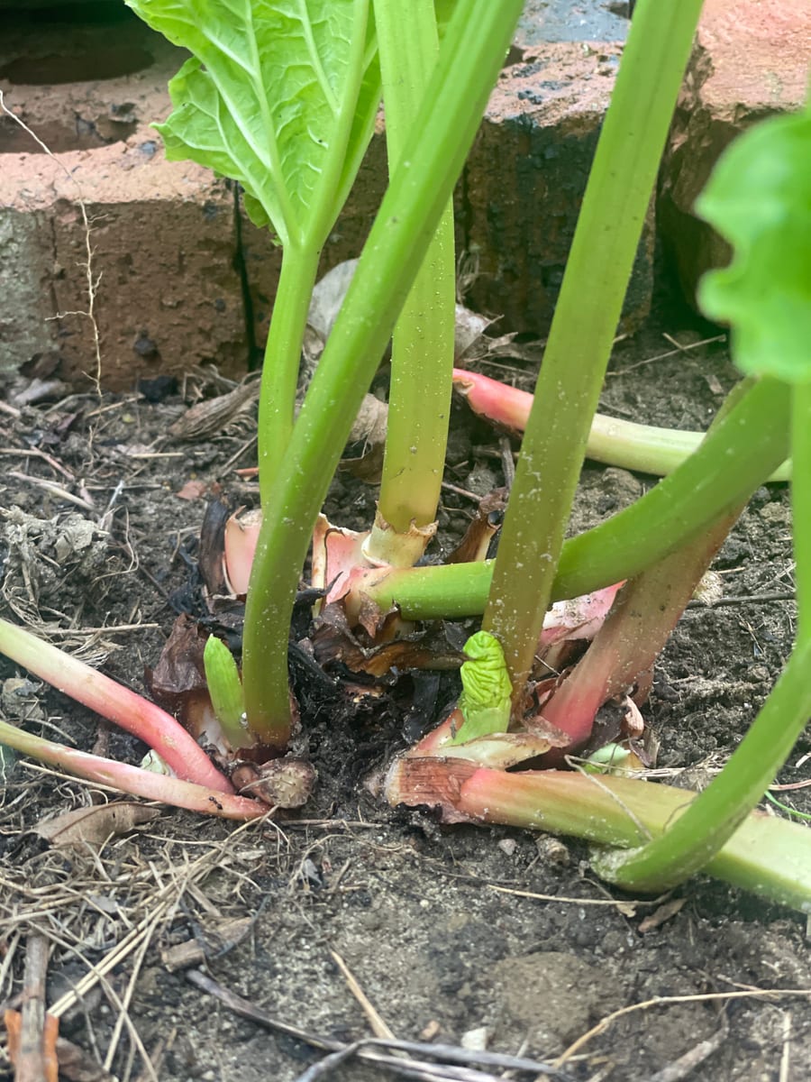 Rhubarb