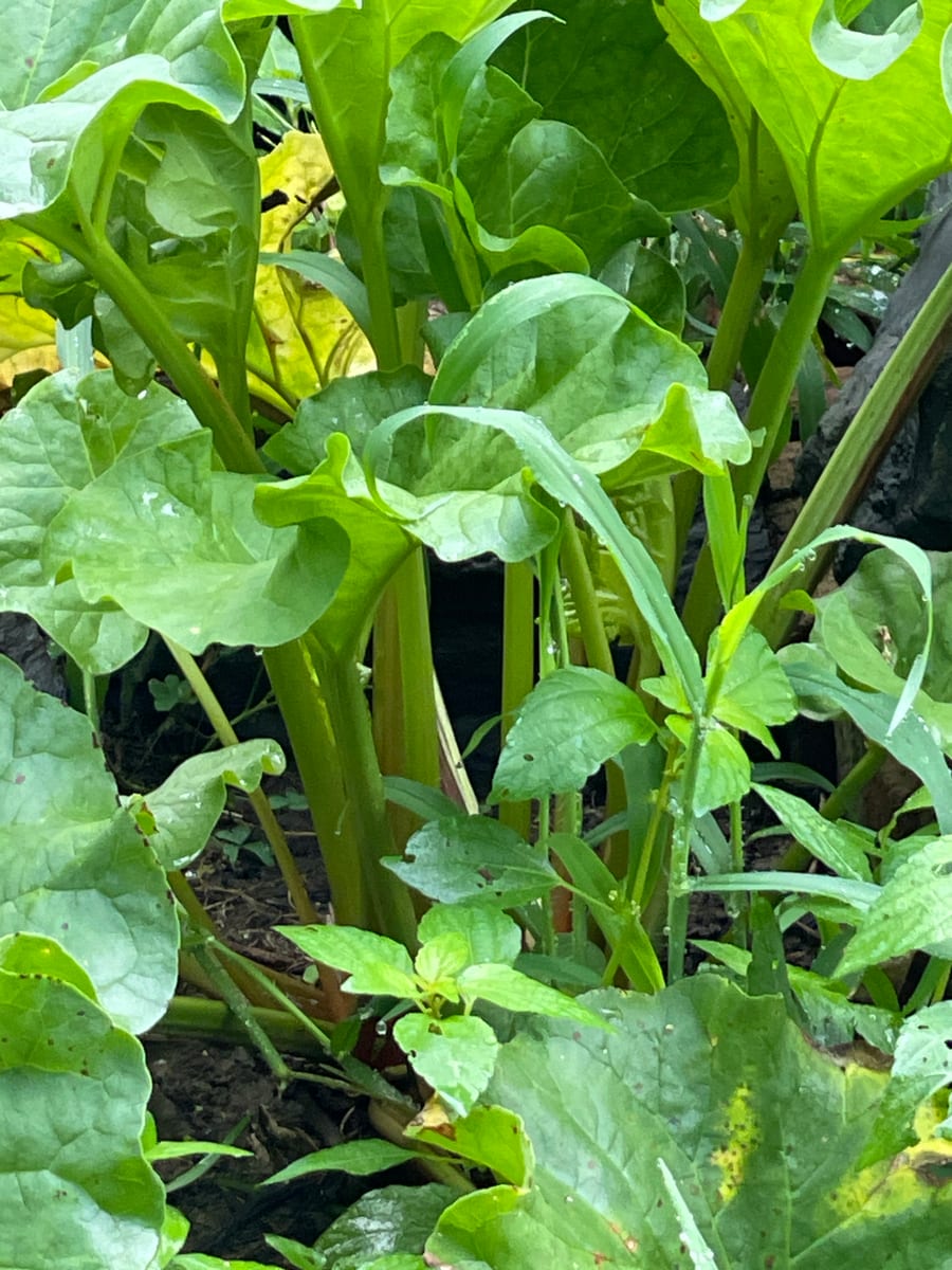 Rhubarb