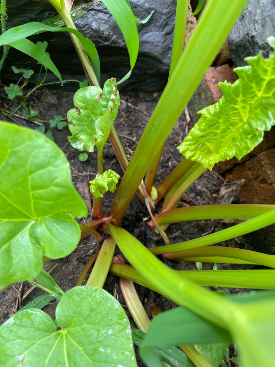 Rhubarb