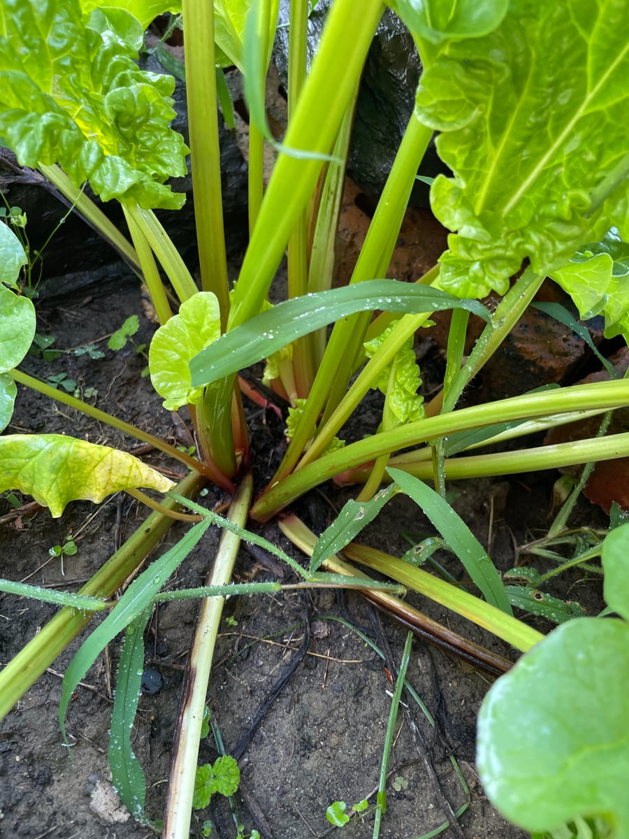 Rhubarb