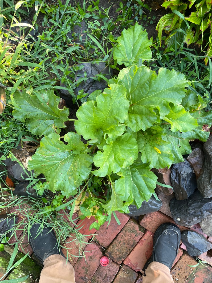 Rhubarb