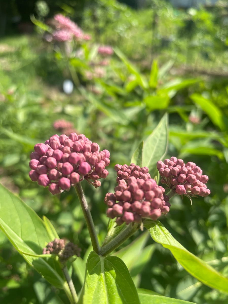 Milkweed