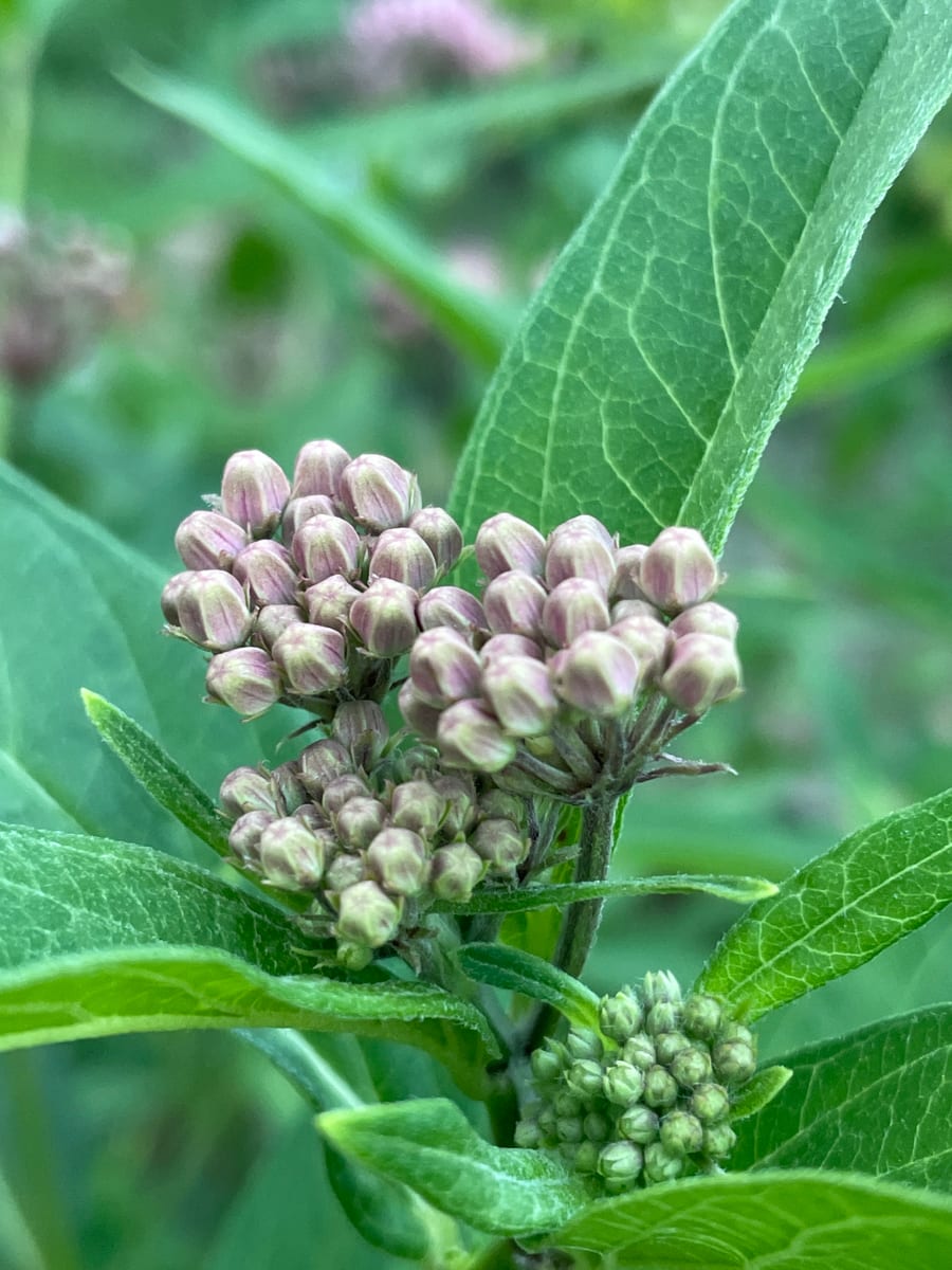 Milkweed