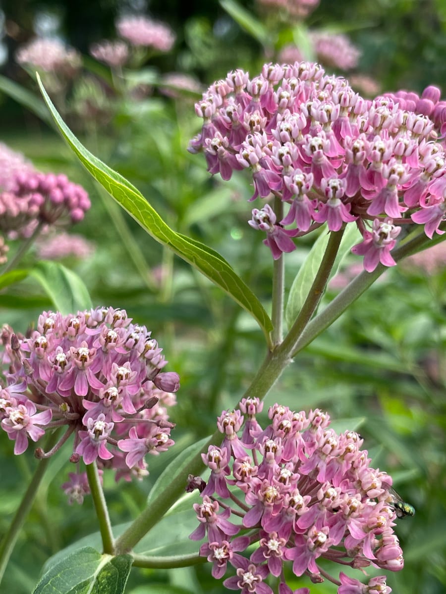 Milkweed