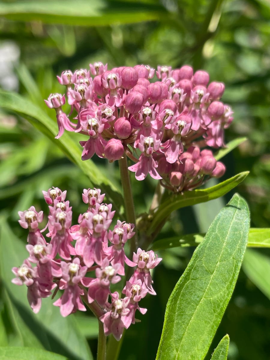 Milkweed