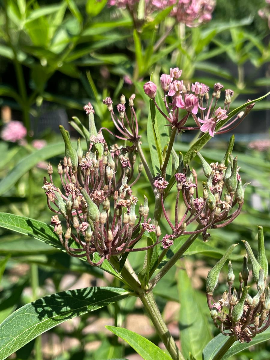Milkweed