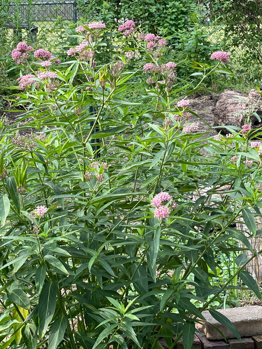 Milkweed
