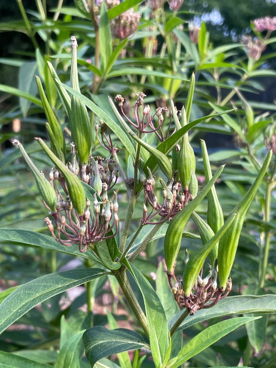 Milkweed
