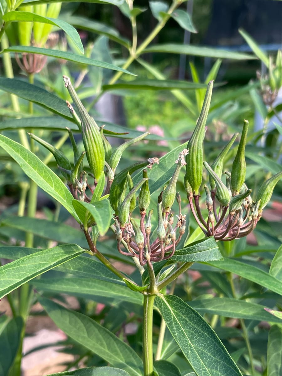 Milkweed