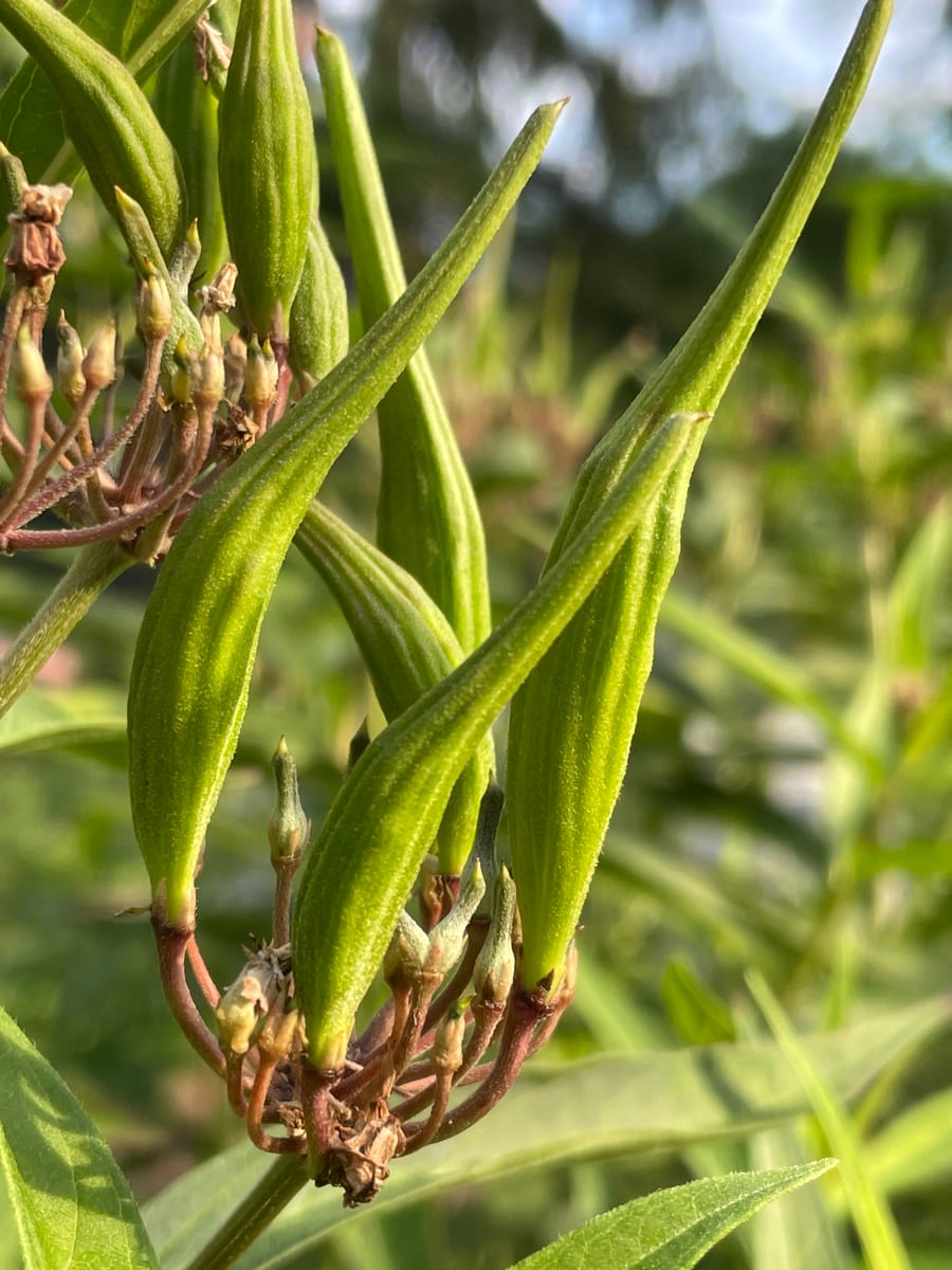 Milkweed