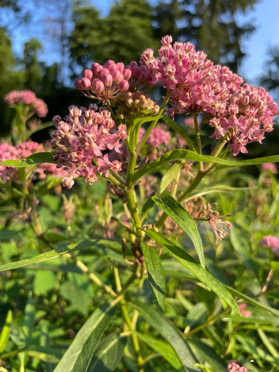 Milkweed