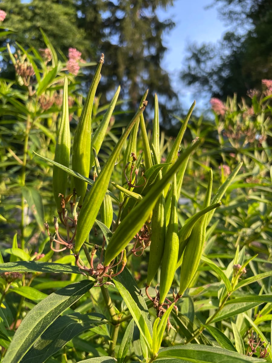 Milkweed
