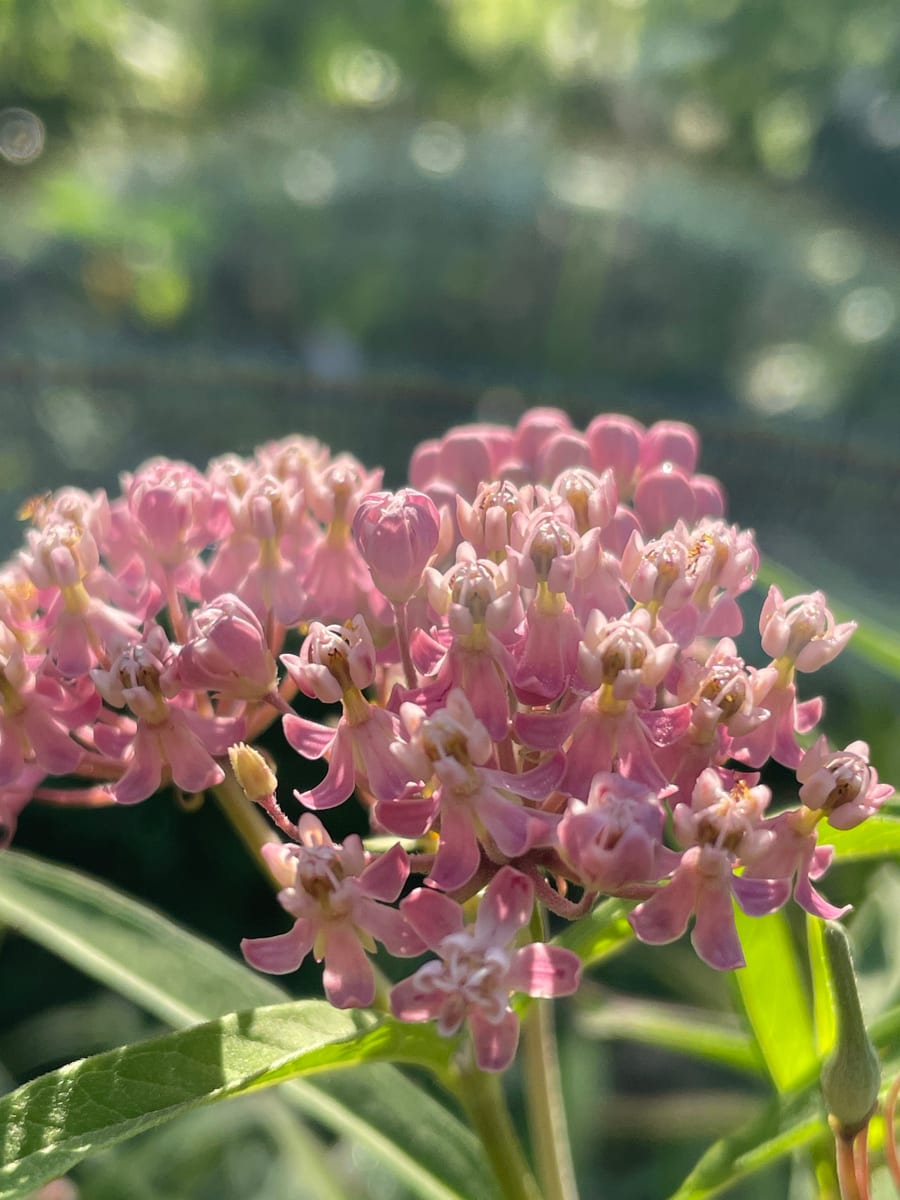 Milkweed