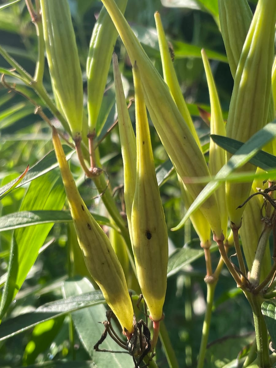 Milkweed