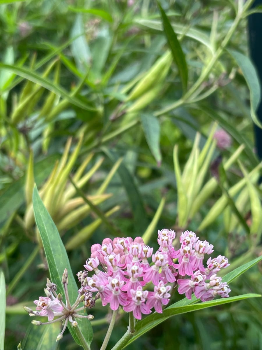 Milkweed