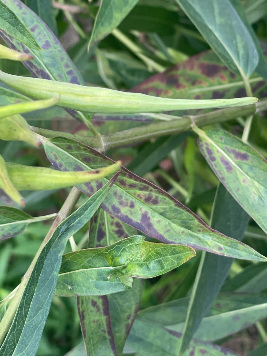 Milkweed
