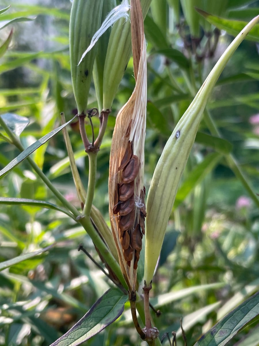 Milkweed