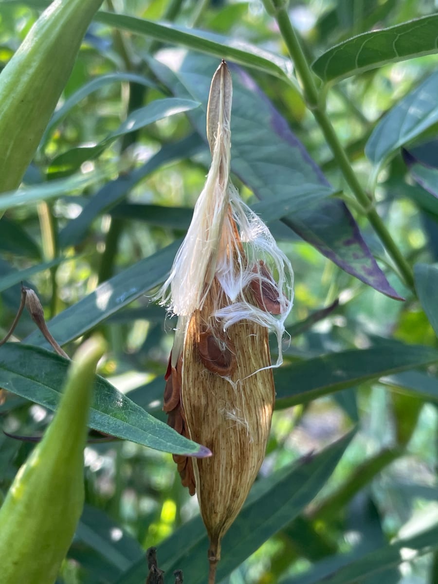 Milkweed