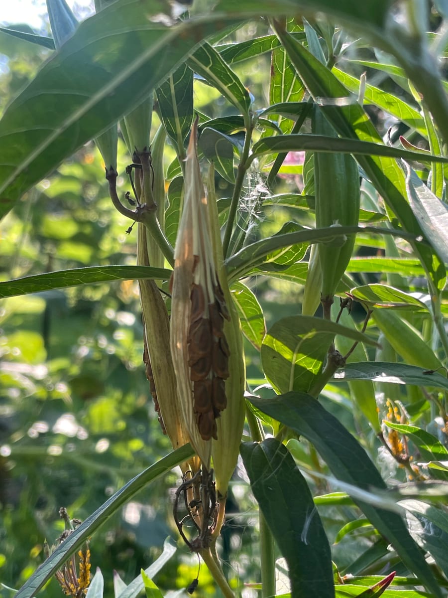 Milkweed