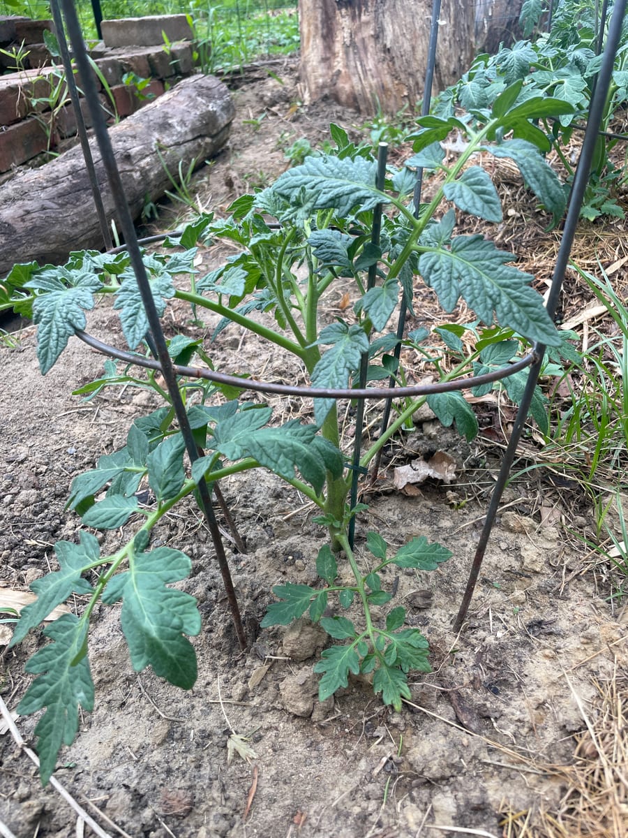Tomato’s 26
