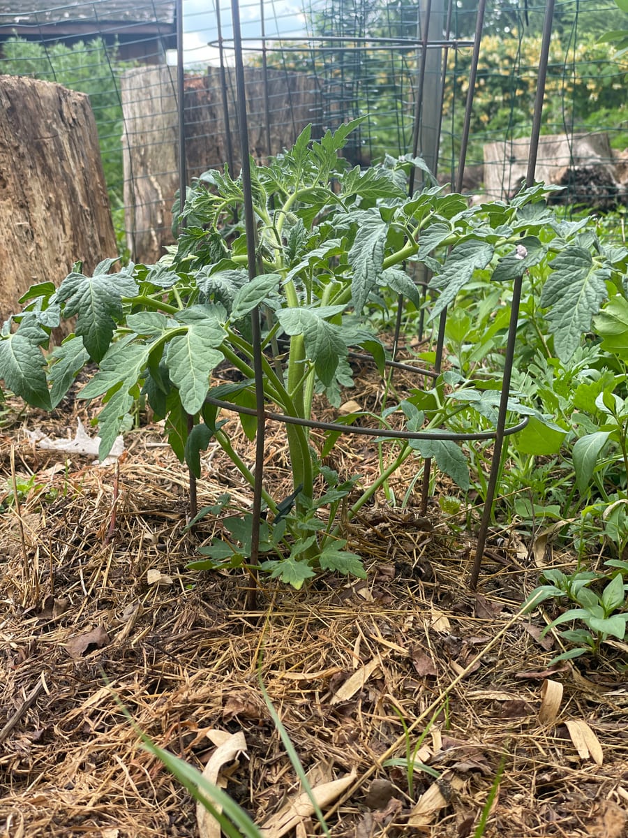 Tomato’s 26