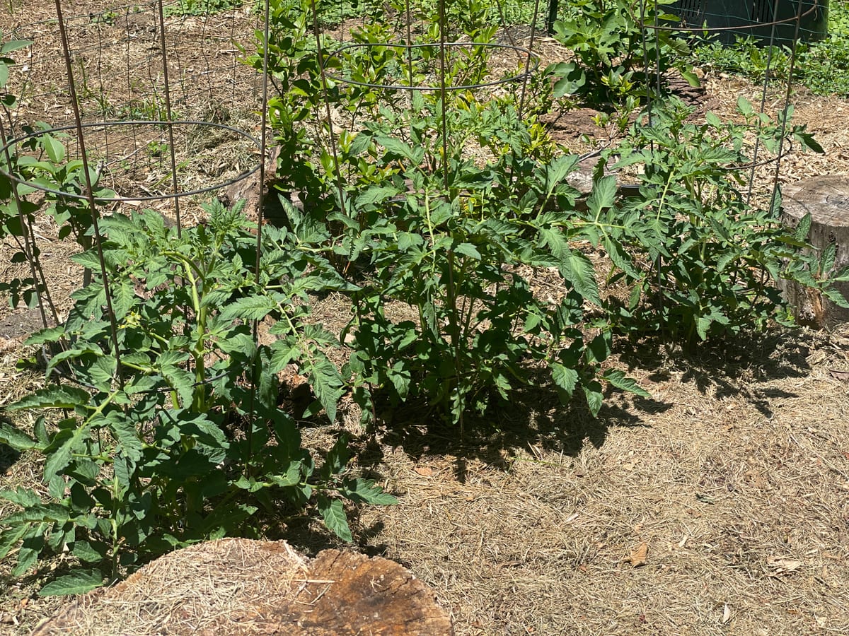 Tomato’s 26