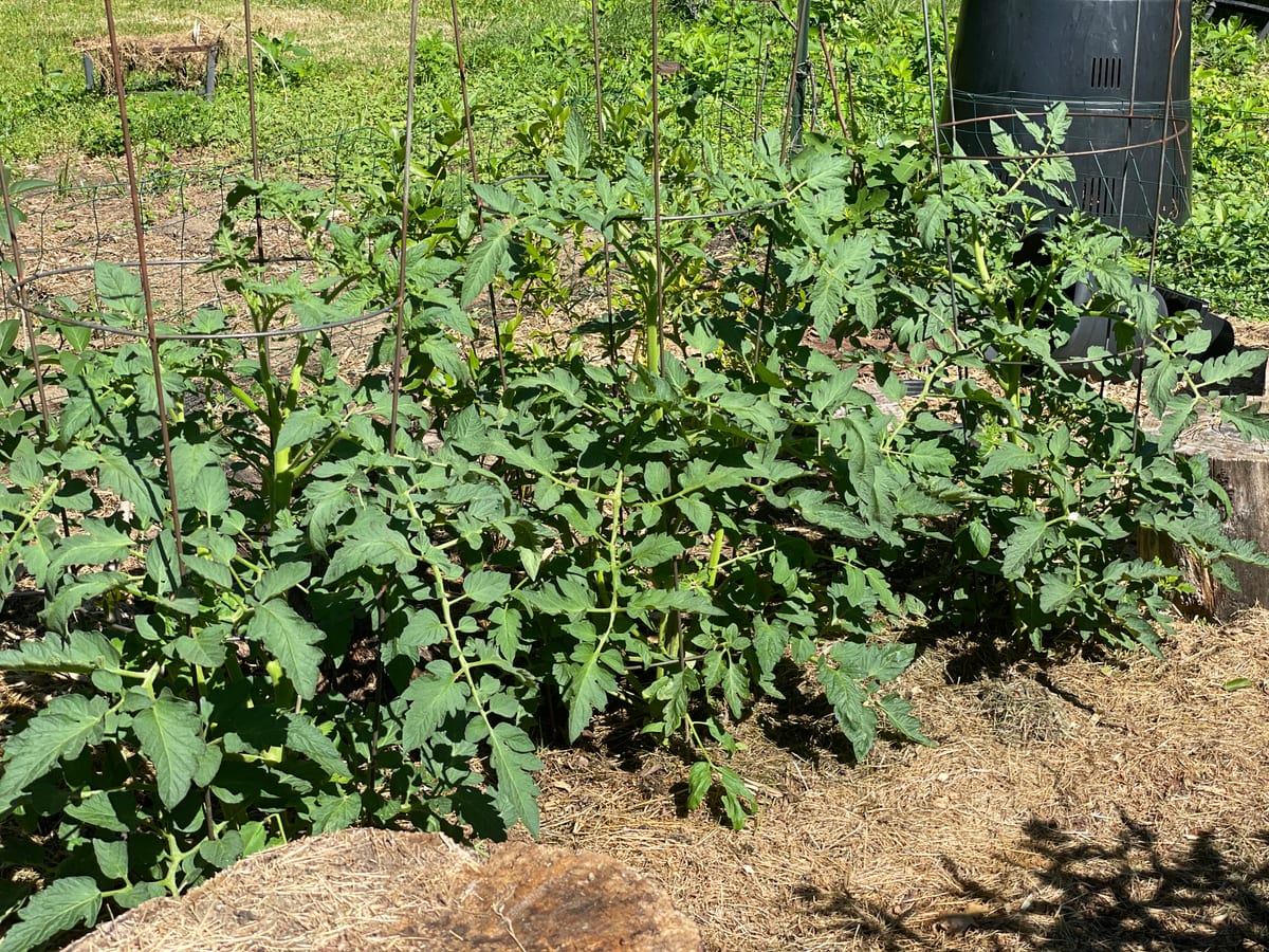 Tomato’s 26
