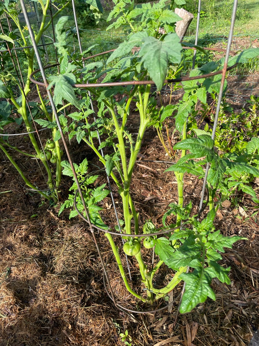 Tomato’s 26