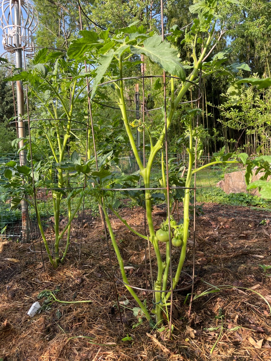 Tomato’s 26