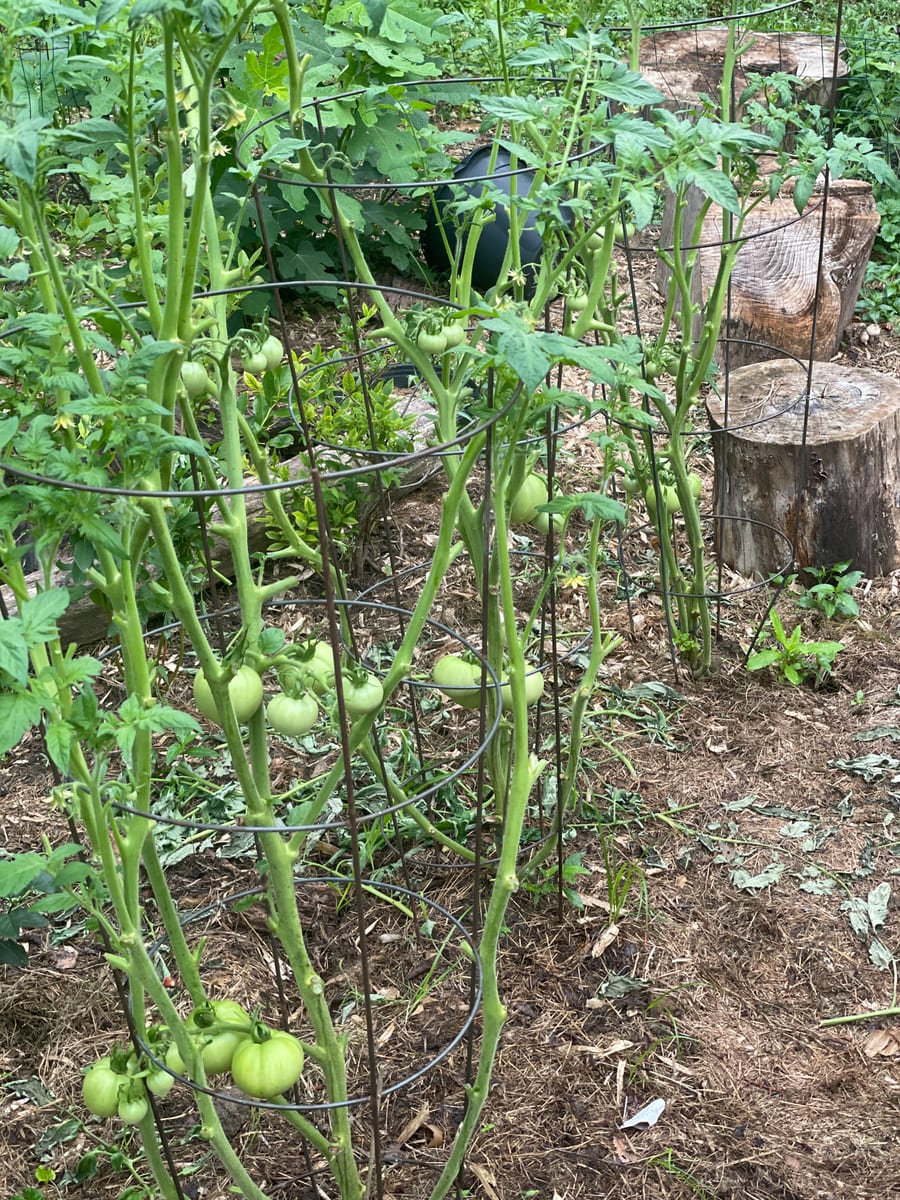 Tomato’s 26