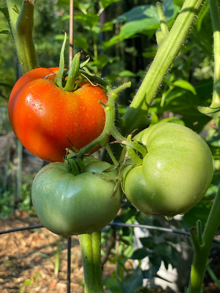 Tomato’s 26