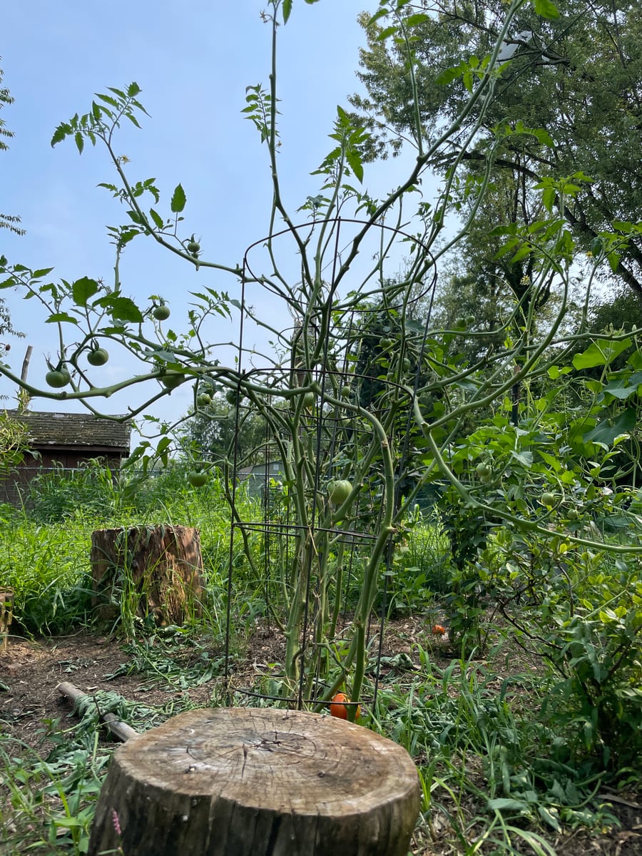 Tomatoes 26