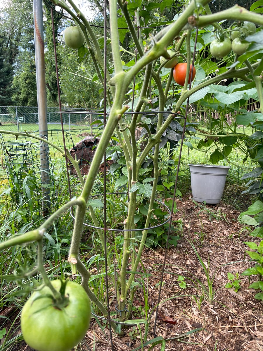 Tomatoes 26